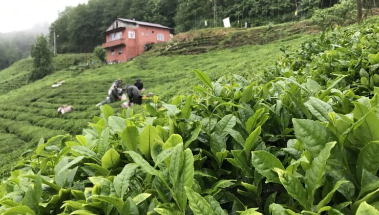 Rize çay ihracatından 10,2 milyon dolar kazandı